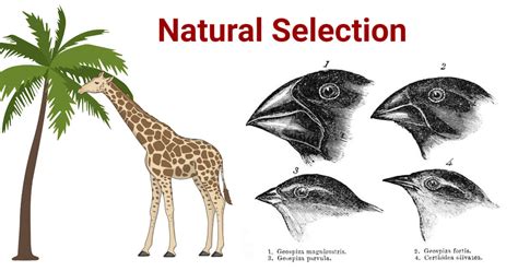 Natural Selection: Definition, Theory, Types & Examples