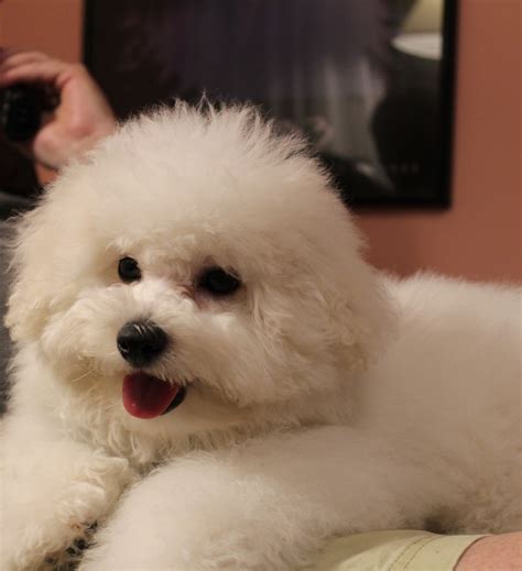 Bichon Frise Dog Breed - Puppies Facts and Characteristics - Dog Dwell