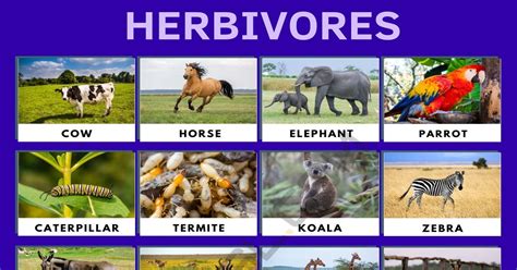 Herbivore: List of Herbivore Animals with Interesting Facts • 7ESL