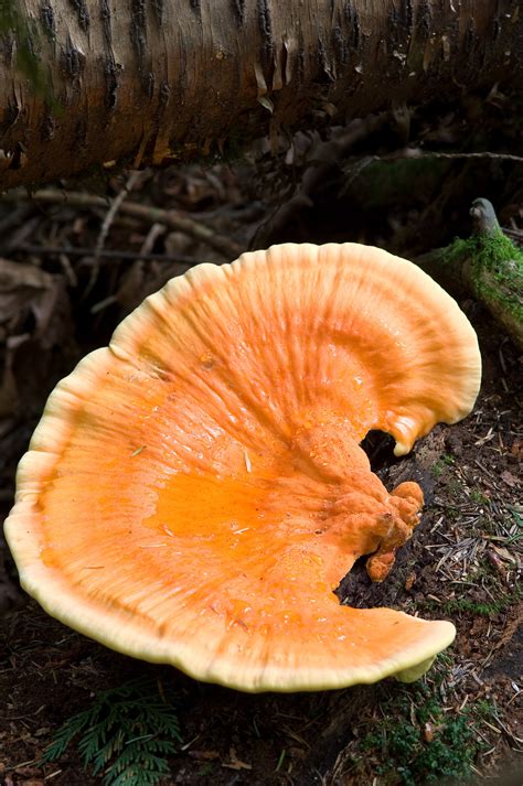 Large Orange Fungus