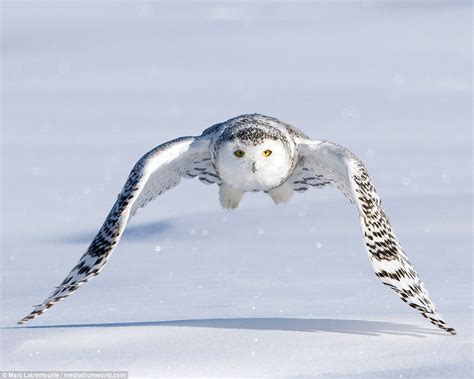 Marc Latremouille photographs a Snowy Owl as it swoops and captures ...