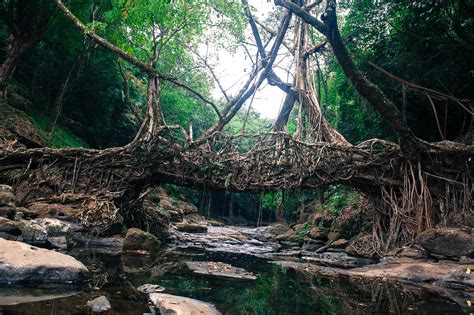 LIVING ROOT BRIDGE - MAWLYNNONG Reviews, Information, Tourist ...