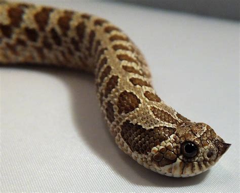 Western Hognose Snake Care Sheet | Reptiles' Cove