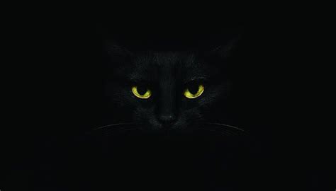 571 Wallpaper Kucing Hitam Seram Pictures - MyWeb