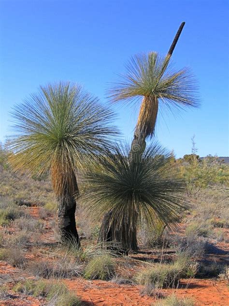 Australian Grass Tree (Xanthorrhoea) in Desert