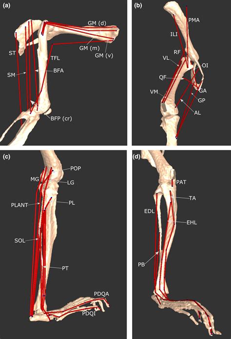 Mouse Muscle Anatomy Diagram