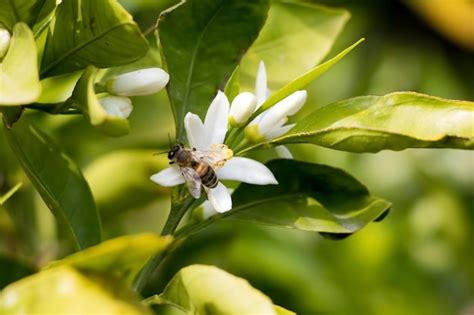 Premium Photo | Fresh orange tree blossom, citrus fruit flower