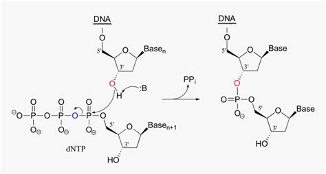 Image130 - Phosphodiester Bond Formation In Dna, HD Png Download ...