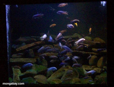 Photo: Lake Malawi Cichlids