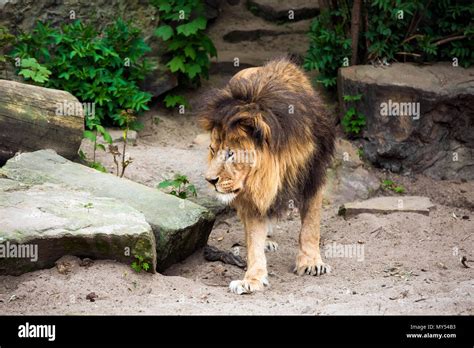 Lion face close up Stock Photo - Alamy