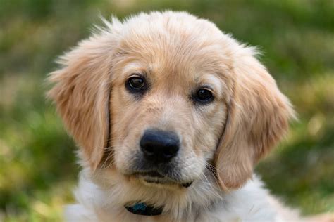 Golden Retriever Puppies: Everything You Need To Know