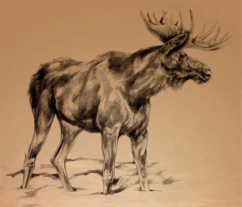 Moose Sketch Drawing by Derrick Higgins