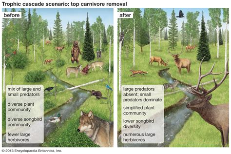 Trophic cascade | Definition, Importance, & Examples | Britannica