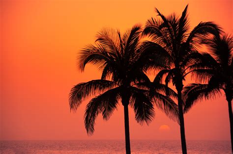 Amazing sunset over ocean and exotic palms · Free Stock Photo