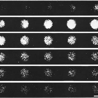 Calcium-aequorin luminescence in an A. punctulata egg. This figure is ...