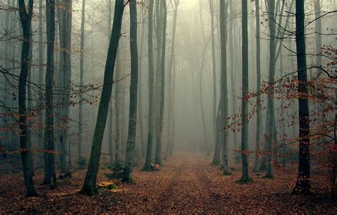 Foggy Autumn Wallpapers - Wallpaper Cave