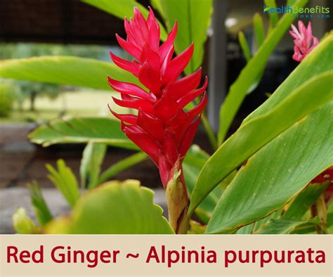 Red Ginger Flower Meaning - Home Alqu