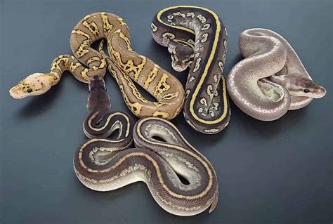 9 Of the Rarest Ball Python Morphs