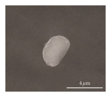 The surface topology of the spheroplast W303 cells under an ESEM from ...