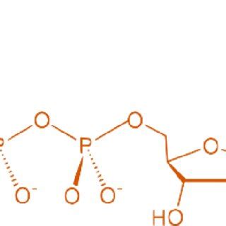 Structure of an ATP molecule | Download Scientific Diagram