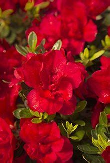 38 Best USDA Zone 6A Cold-Hardy Azaleas images in 2019 | Plants, Garden ...