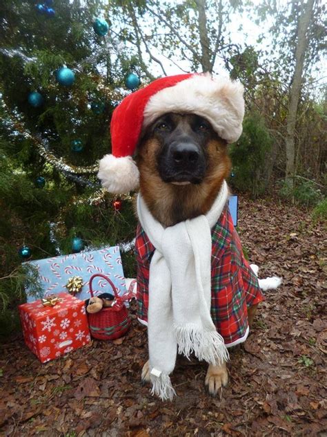 Christmas German Shepherd Dog | Dog christmas photos, German shepherd ...