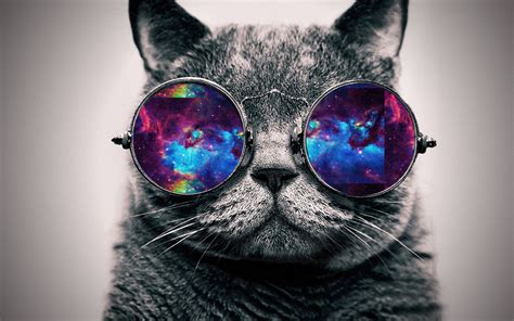 Cat Galaxy Wallpaper - WallpaperSafari