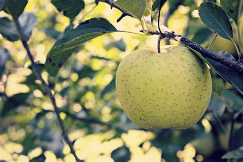 Green Apple Photo Apple Tree Photo Kitchen Wall Decor Green - Etsy