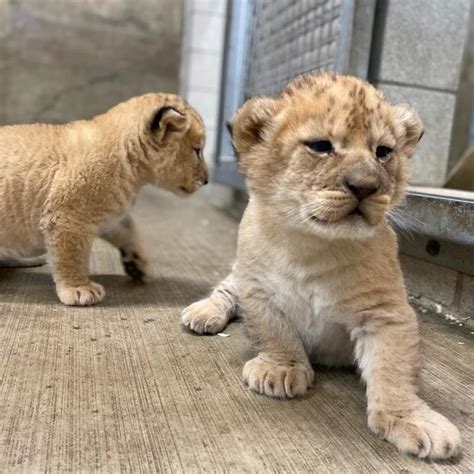 Lincoln Park Zoo shows off lion cubs, now 5 weeks old - CBS Chicago