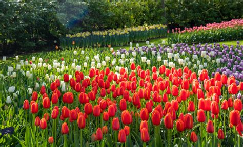 Chiêm ngưỡng vườn hoa tulip Keukenhof lớn nhất thế giới tại Hà Lan ...