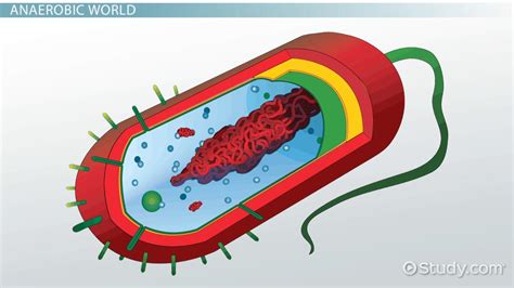 Aerobic vs. Anaerobic Bacteria: Comparison & Differences - Video ...