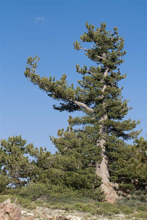 Limber Pine | Los Padres ForestWatch