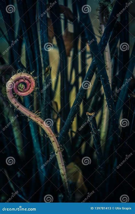 Spiral fern plant stock image. Image of forest, closeup - 139781413