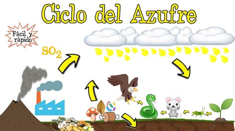 Esquema del Ciclo del Azufre - Glosario de las Palabras. Origen y ...