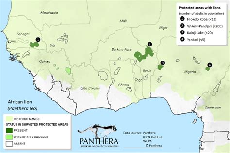 West African Lion Alarmingly Close to Extinction, New Study Finds