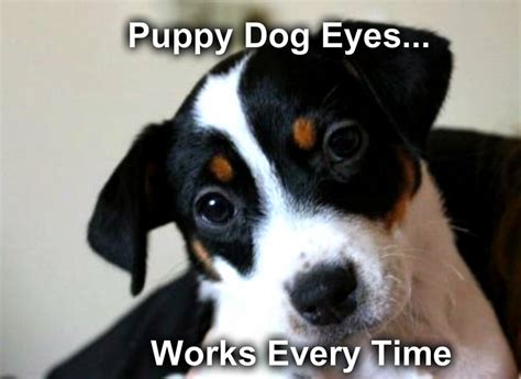 Puppy Dog Eyes Meme