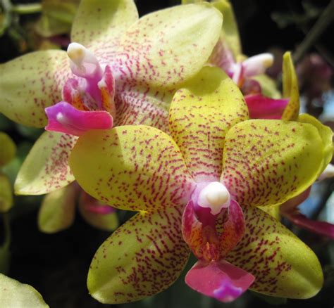 Orchid Beginner Tips | Brooklyn Orchids