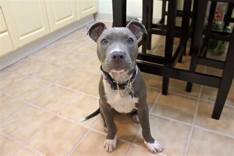 Red Nose & Blue Nose Pitbull Mix: Info, Pictures, Facts, FAQs & More