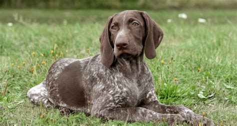 German Wirehaired Pointer - Native Breed.org