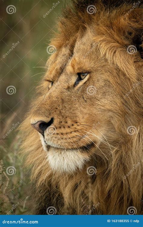 Close-up of Male Lion Face Facing Left Stock Image - Image of close ...