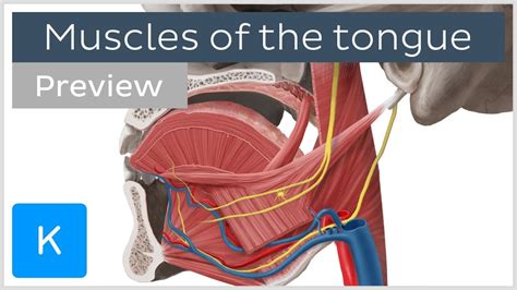 Tongue Muscles Anatomy