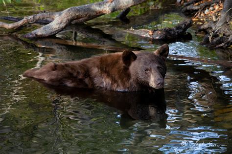 Lake Tahoe Photo Gallery | Lake Tahoe Wildlife