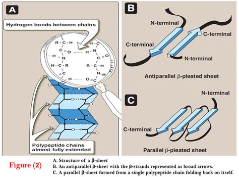 Protein Secondary Structure | Read Chemistry