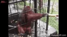 Monkey Eating Banana Funny GIFs | Tenor