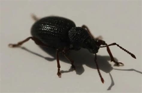 15 Types of Black Bugs (With Pictures) - Own Yard Life