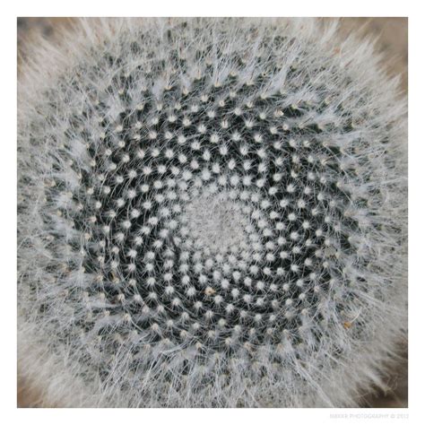 Fibonacci Spiral in Cactus