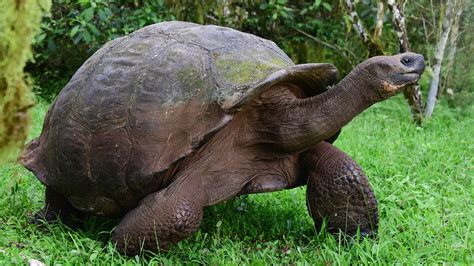 Galapagos Land Tortoise