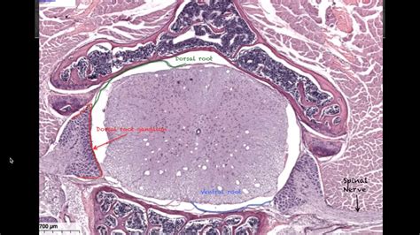 Spinal Cord Cross Section Histology Labeled