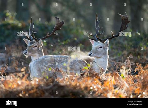 A pair of fallow deer fawns (Dama dama) in Richmond Park, London ...