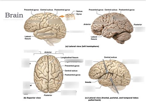 lobes of the brain Diagram | Quizlet